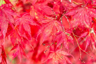 Güzel akçaağaç yaprakları sonbaharda güneşli bir günde ön planda ve Slovenya 'nın ormanlarında bulanık bir arka planda. İnsan yok, kapat, boşluğu kopyala, makro çekim.