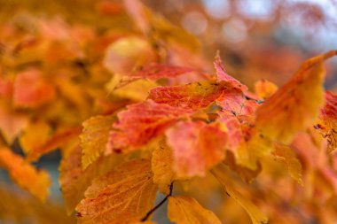 Güzel akçaağaç yaprakları sonbaharda güneşli bir günde ön planda ve Slovenya 'nın ormanlarında bulanık bir arka planda. İnsan yok, kapat, boşluğu kopyala, makro çekim.