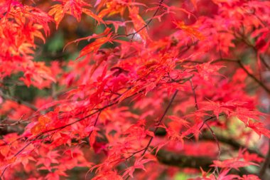Güzel akçaağaç yaprakları sonbaharda güneşli bir günde ön planda ve Slovenya 'nın ormanlarında bulanık bir arka planda. İnsan yok, kapat, boşluğu kopyala, makro çekim.