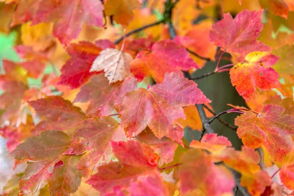 Güzel akçaağaç yaprakları sonbaharda güneşli bir günde ön planda ve Slovenya 'nın ormanlarında bulanık bir arka planda. İnsan yok, kapat, boşluğu kopyala, makro çekim.