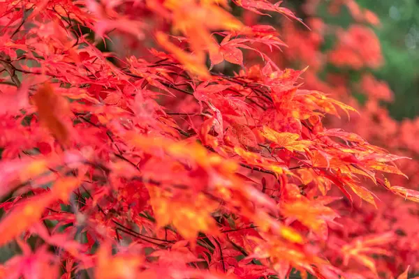 Güzel akçaağaç yaprakları sonbaharda güneşli bir günde ön planda ve Slovenya 'nın ormanlarında bulanık bir arka planda. İnsan yok, kapat, boşluğu kopyala, makro çekim.