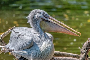 Büyük beyaz ya da doğu beyaz pelikan, pelikan veya beyaz pelikan, pelikan familyasından bir kuş türü. Güneydoğu Avrupa 'dan Asya' ya ve Afrika 'da bataklıklar ve sığ göllerde ürer..
