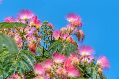 İran ipeği ağacının pembe kabarık çiçekleri (Albizia julibrissin). Fabaceae ailesinin Japon akasyası ya da pembe ipek ağacı. Doğal arka plan ve doku. Bahçe ve park dekorasyonu.