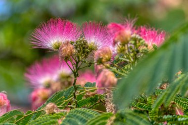 İran ipeği ağacının pembe kabarık çiçekleri (Albizia julibrissin). Fabaceae ailesinin Japon akasyası ya da pembe ipek ağacı. Doğal arka plan ve doku. Bahçe ve park dekorasyonu.