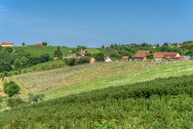 Radenci, Pomurje, Slovenya yakınlarındaki Kapela 'daki üzüm bağlarına bak