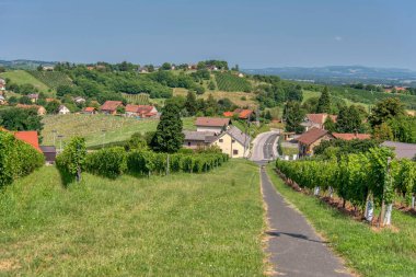 Radenci, Pomurje, Slovenya yakınlarındaki Kapela 'daki üzüm bağlarına bak