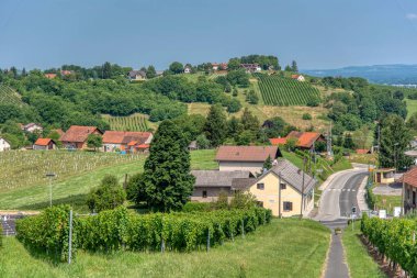 Radenci, Pomurje, Slovenya yakınlarındaki Kapela 'daki üzüm bağlarına bak