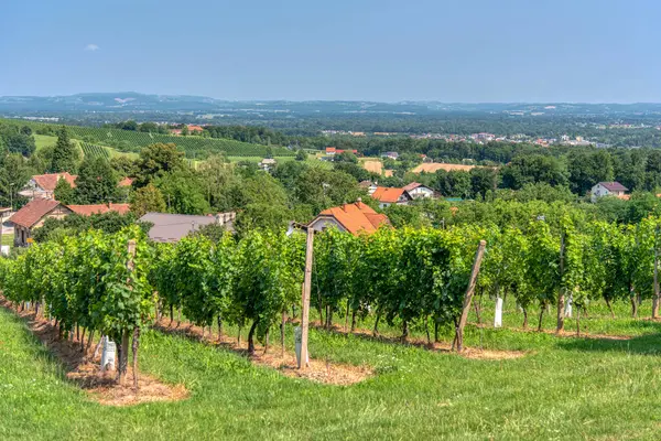 Radenci, Pomurje, Slovenya yakınlarındaki Kapela 'daki üzüm bağlarına bak