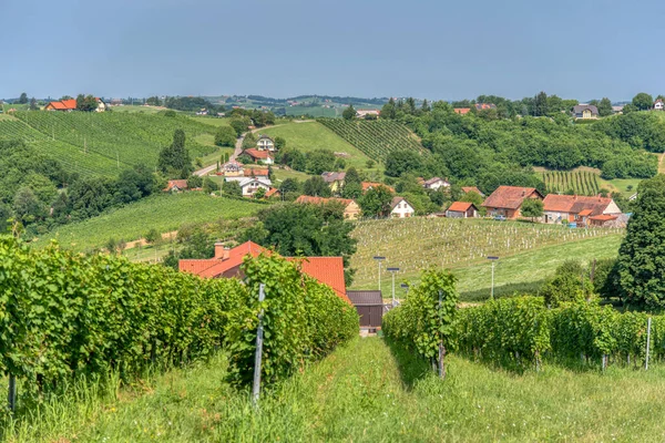 Radenci, Pomurje, Slovenya yakınlarındaki Kapela 'daki üzüm bağlarına bak