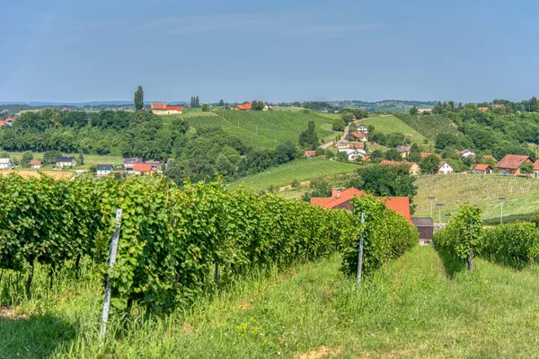 View on vineyards in Kapela near Radenci, Pomurje, Slovenia