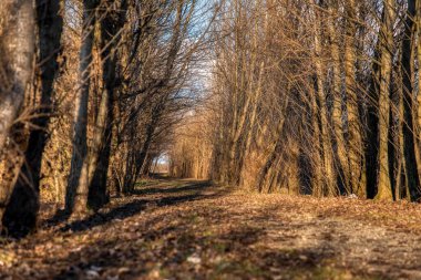 Kayın ağaçlarının bulvarında güneş ışığında parlayan sonbahar yaprakları.