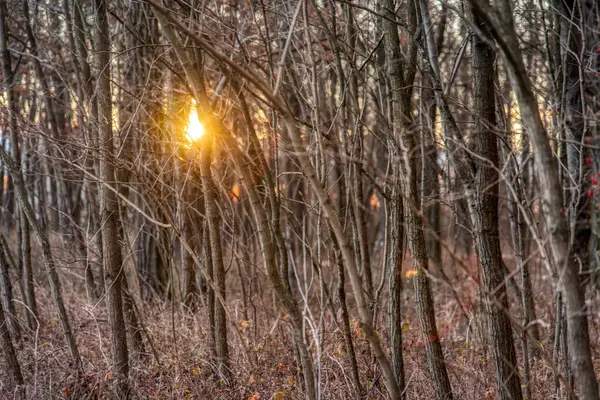 Jesienne Kolorowe Liście Świecące Słońcu Alei Bukowych Drzew — Zdjęcie stockowe