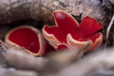 Sarcoscypha austriaca. Kırmızı elf olarak bilinen, yenmeyen, saprobik, nadir bir mantar. İçindeki bej mantar kapları çürük yapraklar arasında düşen bir ağaç dalında yetişiyor. Ormanda ilkbahar.