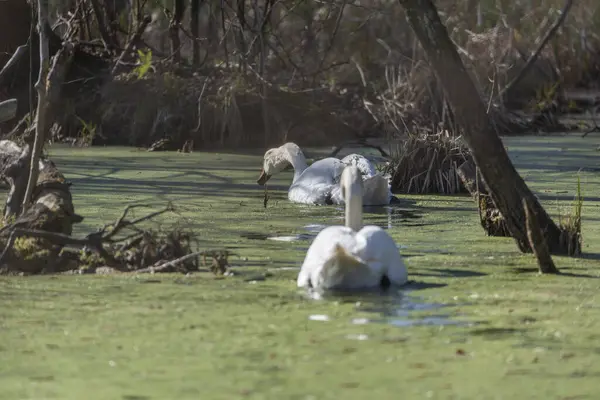 Su kuşu kuğuları nehirde yüzüyor, Prekmurje, Slovenya