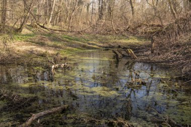 Mura Nehri (Mur) ilkbaharın başlarında, Slovenya, Avrupa