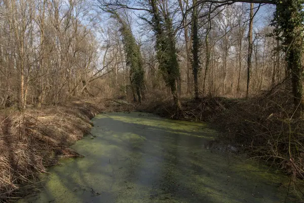 River Mura Mur Early Spring Slovenia Europe — Stock Photo, Image