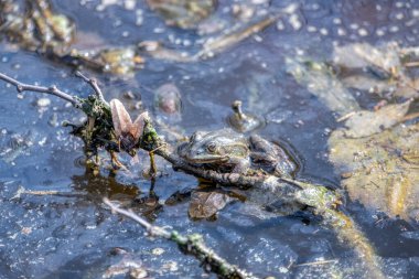 Yenilebilir kurbağa, yaygın olarak su kurbağası veya yeşil kurbağa olarak da bilinen bir Avrupa kurbağa türüdür. Yemek için kullanılıyor, özellikle de Fransa 'da. Lezzetli bacaklar için..