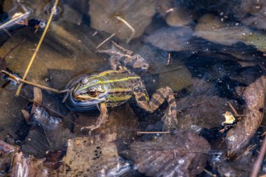 Yenilebilir kurbağa, yaygın olarak su kurbağası veya yeşil kurbağa olarak da bilinen bir Avrupa kurbağa türüdür. Yemek için kullanılıyor, özellikle de Fransa 'da. Lezzetli bacaklar için..