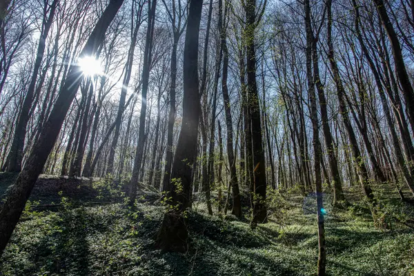 Birch forest in early spring. Early spring forest. Early spring forest. the first warm days. Bukovnica, Prekmurje, Slovenia