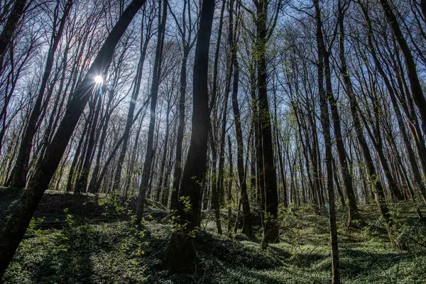 Birch forest in early spring. Early spring forest. Early spring forest. the first warm days. Bukovnica, Prekmurje, Slovenia