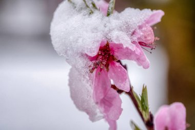 Karda donmuş meyve ağaçları filizlenir. Baharın başlarında