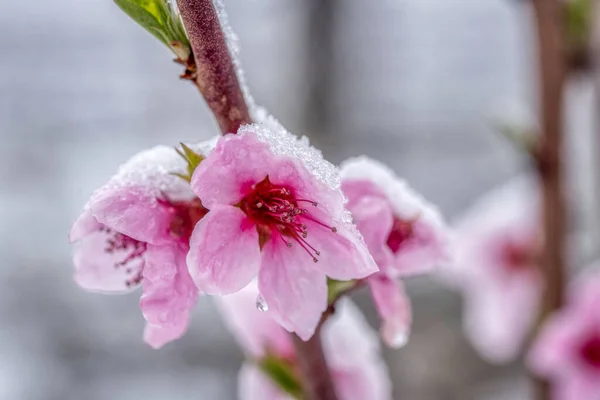 Karda donmuş meyve ağaçları filizlenir. Baharın başlarında