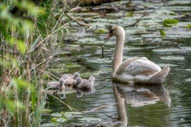 Kuğu ailesi gölette yüzer. Küçük gri kuğu çocuklar.
