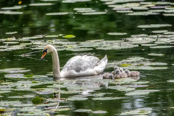 白鳥の家族は池で泳ぐ 小さな灰色の白鳥の子供たち — ストック写真