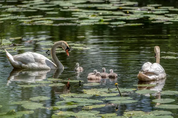 Kuğu ailesi gölette yüzer. Küçük gri kuğu çocuklar.