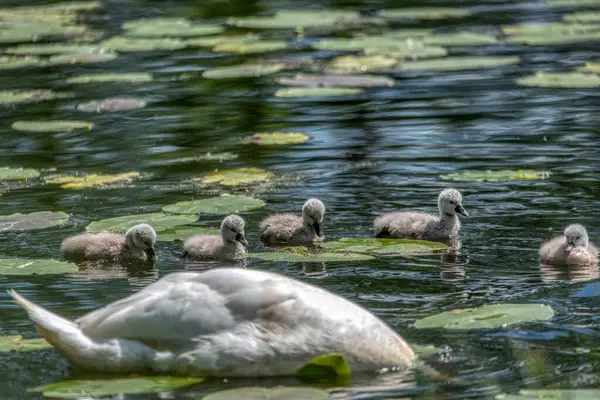 Familia Swan Nada Estanque Pequeños Niños Cisne Gris —  Fotos de Stock