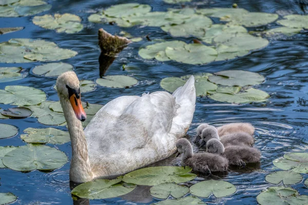 白鳥の家族は池で泳ぐ 小さな灰色の白鳥の子供たち — ストック写真