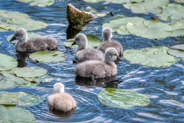 Kuğu ailesi gölette yüzer. Küçük gri kuğu çocuklar.