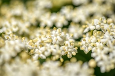 Siyah sambucus (Sambucus nigra) beyaz çiçekler açar. Bahar bahçesinde koyu yeşil arka planda narin çiçek kümeleri. Seçici odak.