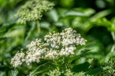 Siyah sambucus (Sambucus nigra) beyaz çiçekler açar. Bahar bahçesinde koyu yeşil arka planda narin çiçek kümeleri. Seçici odak.