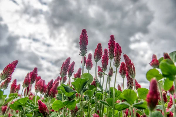 Güzel kırmızı çiçekler. Bahar doğası. Yonca 'nın vücut bulmuş hali - Trifolium enkarnatum