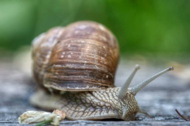 Helix pomatia ayrıca Romalı salyangoz ya da Burgundy salyangoz, hava soluyan büyük bir kara salyangozudur. Pulmoner Gastropod yumuşakçaları, Helicidae familyasından.