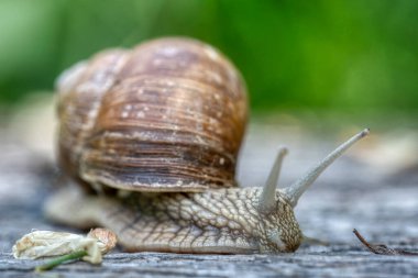 Helix pomatia ayrıca Romalı salyangoz ya da Burgundy salyangoz, hava soluyan büyük bir kara salyangozudur. Pulmoner Gastropod yumuşakçaları, Helicidae familyasından.