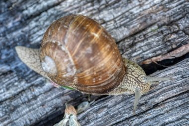 Helix pomatia ayrıca Romalı salyangoz ya da Burgundy salyangoz, hava soluyan büyük bir kara salyangozudur. Pulmoner Gastropod yumuşakçaları, Helicidae familyasından.