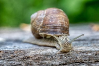 Helix pomatia ayrıca Romalı salyangoz ya da Burgundy salyangoz, hava soluyan büyük bir kara salyangozudur. Pulmoner Gastropod yumuşakçaları, Helicidae familyasından.