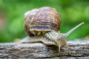 Helix pomatia ayrıca Romalı salyangoz ya da Burgundy salyangoz, hava soluyan büyük bir kara salyangozudur. Pulmoner Gastropod yumuşakçaları, Helicidae familyasından.