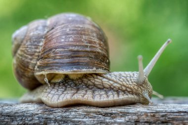 Helix pomatia ayrıca Romalı salyangoz ya da Burgundy salyangoz, hava soluyan büyük bir kara salyangozudur. Pulmoner Gastropod yumuşakçaları, Helicidae familyasından.