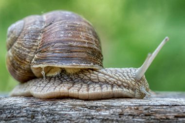 Helix pomatia ayrıca Romalı salyangoz ya da Burgundy salyangoz, hava soluyan büyük bir kara salyangozudur. Pulmoner Gastropod yumuşakçaları, Helicidae familyasından.
