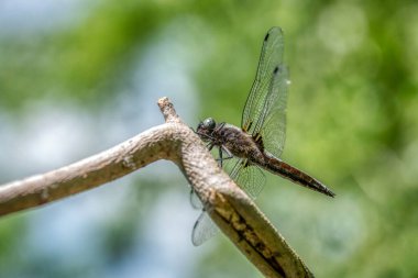 Sadece yumurtadan, olgunlaşmamış, ortak Pasifik'ten oğlan dragon fly