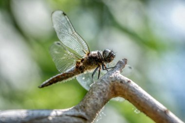 Sadece yumurtadan, olgunlaşmamış, ortak Pasifik'ten oğlan dragon fly