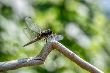 Sadece yumurtadan, olgunlaşmamış, ortak Pasifik'ten oğlan dragon fly