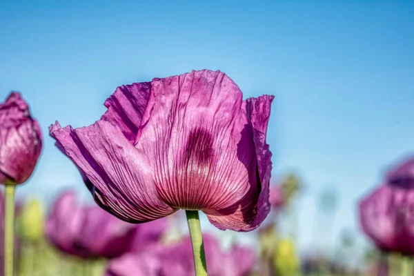 Purple poppy flowers with green buds and pods, edible, healthy ingredient, food industry, flowering opium poppy field