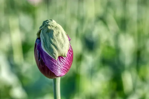 Purple poppy flowers with green buds and pods, edible, healthy ingredient, food industry, flowering opium poppy field