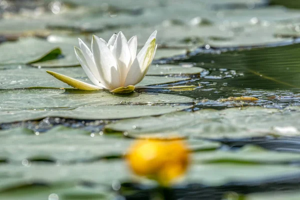 Kanalda güzel açan beyaz nilüfer çiçekleri.