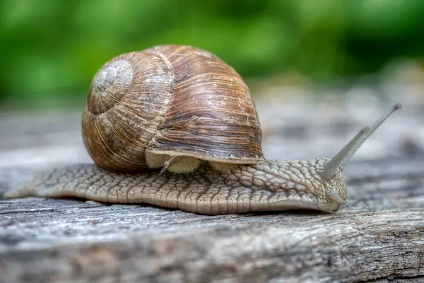 Helix pomatia ayrıca Romalı salyangoz ya da Burgundy salyangoz, hava soluyan büyük bir kara salyangozudur. Pulmoner Gastropod yumuşakçaları, Helicidae familyasından.