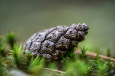 Yeşil yosun üzerinde çam kozalağı. Orman yosunlarının üzerindeki bir Noel ağacından sonbahar konileri. Sonbahar külahlı arka plan. Yakın plan. Doğal arka plan. Sonbahar ya da bahar ormanı
